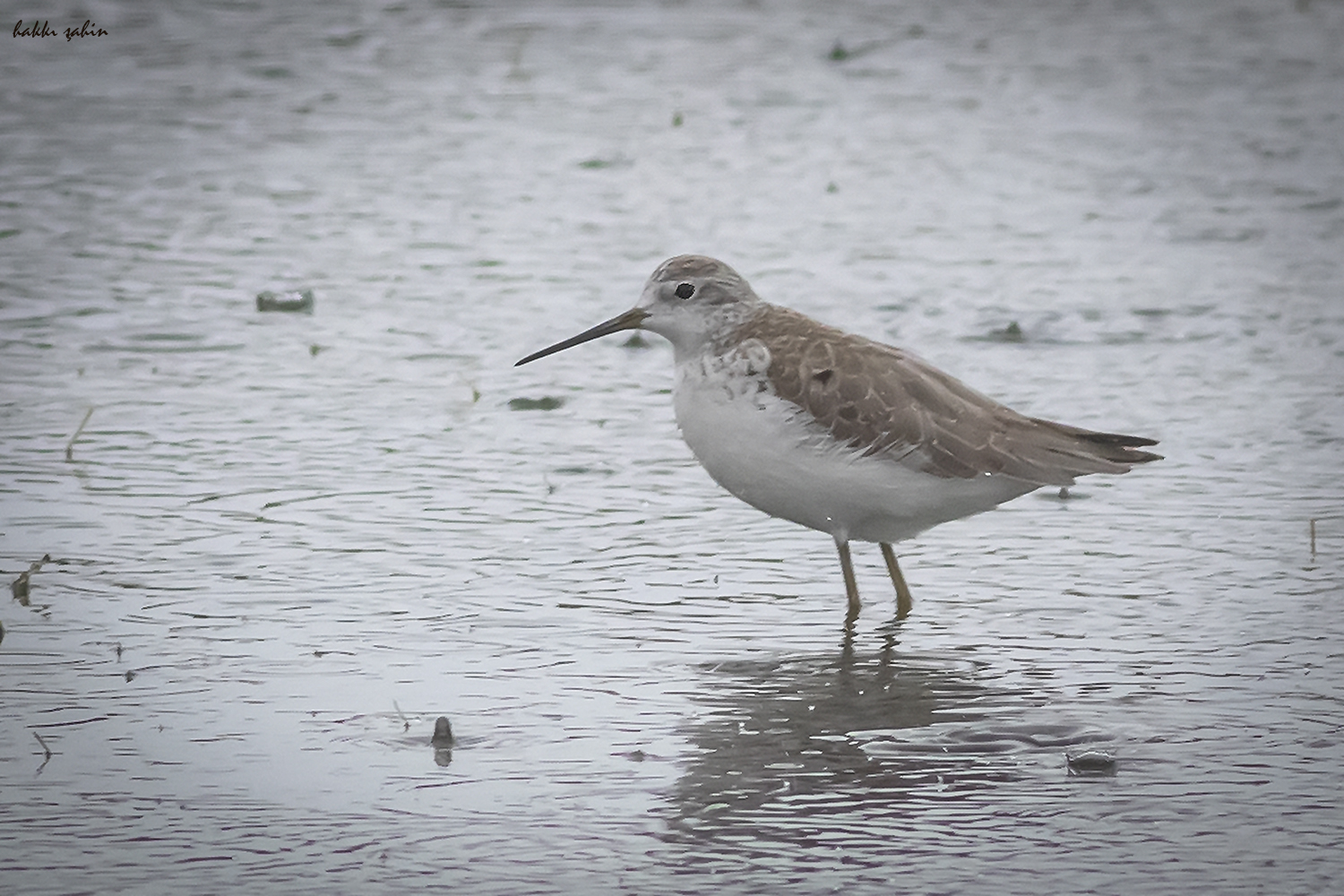 Red Knot — Ana fotoğraf
